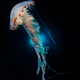 Illustration for article titled 2018s Award-Winning Ocean Photos Will Transport You to Another Planet